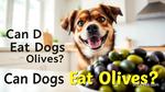 Can Dogs Eat Olives Is It Safe For Them