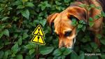 Can Dogs Get Poison Ivy Symptoms Treatment