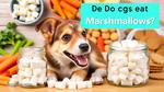 Can Dogs Safely Eat Marshmallows Treats