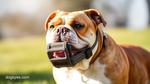 Choosing the Right Bulldog Muzzle in 2025 Guide