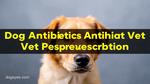 Dog Antibiotics Without Vet Prescription Guide