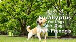 Eucalyptus Safety for Dogs Explained