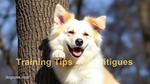 Hanging Tree Dog Training Tips and Techniques