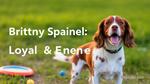 Ultimate Guide to Brittany Spaniel Care