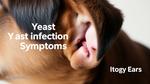 Understanding Dog Ear Yeast Infections Symptoms