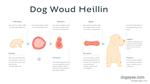 Understanding Dog Wound Healing Stages