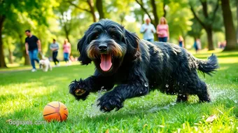 Your Guide to Adopting a Portuguese Water Dog